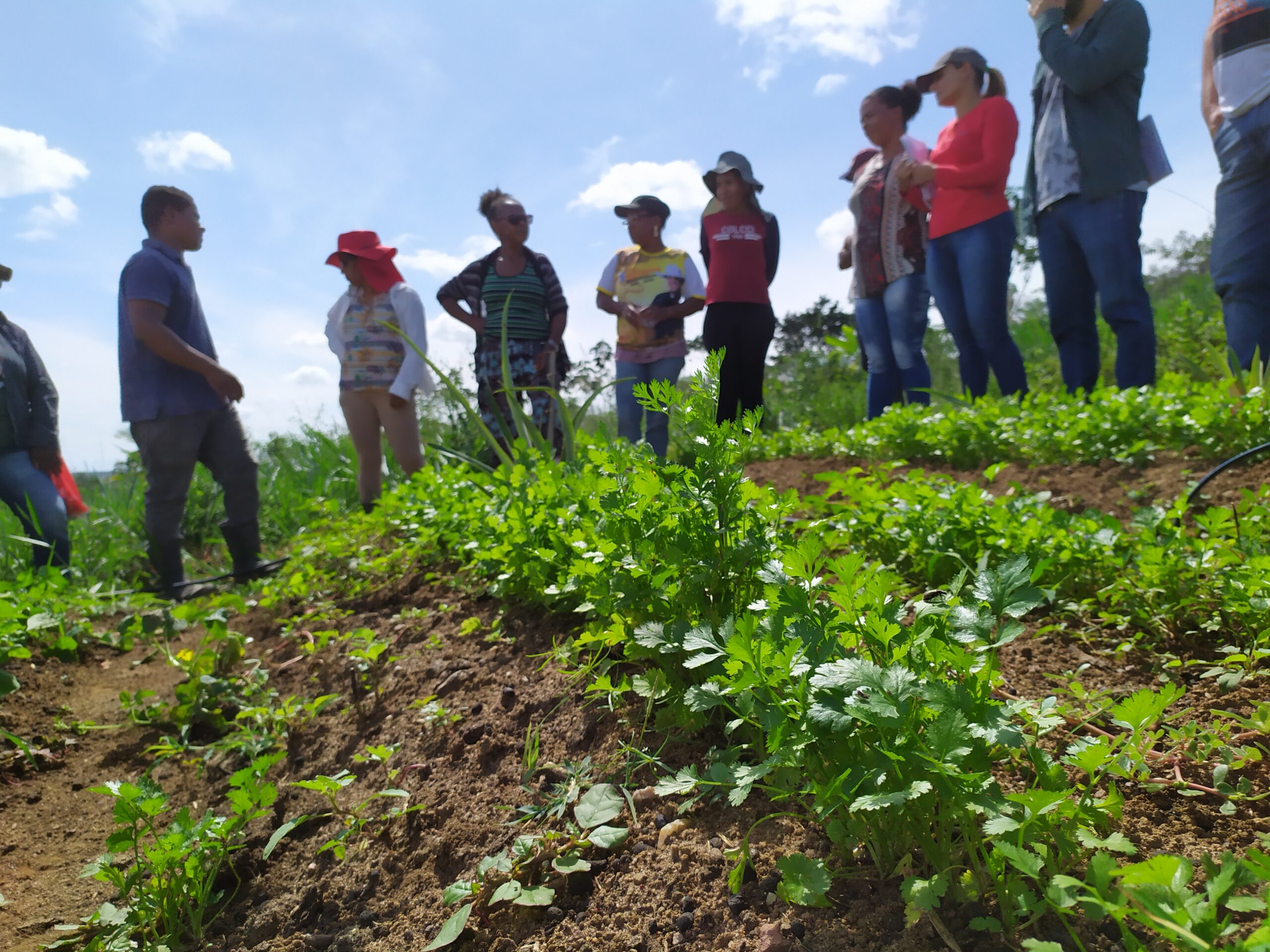 FASE na Bahia promove intercâmbio para troca de saberes em agroecologia