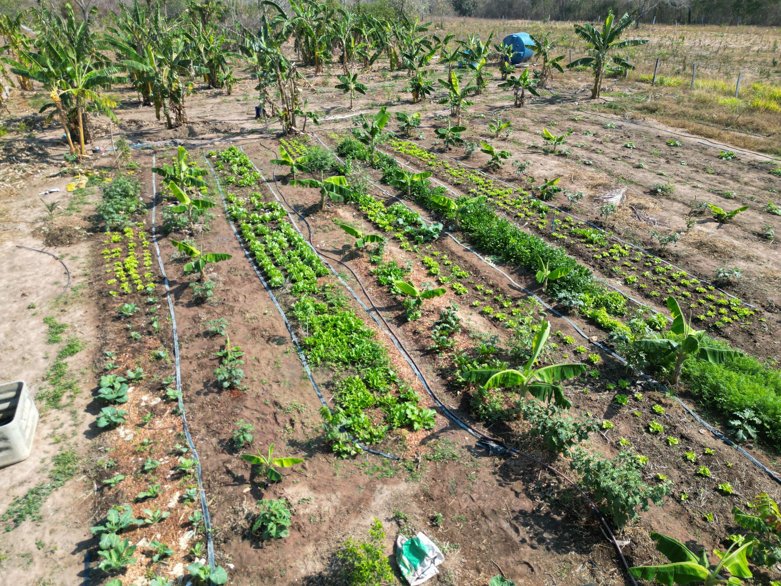 FASE Mato Grosso fortalece coleta de sementes e produção de mudas no Pantanal